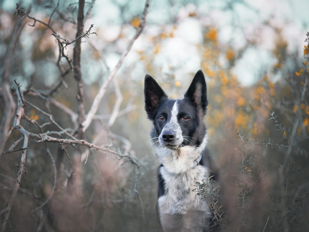 portret