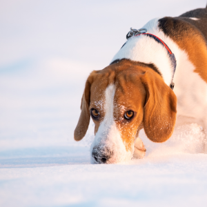 Konsultacja behawioralna online 2h
