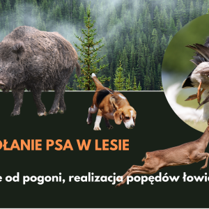 Przywołanie i odwołanie psa w lesie, od pogoni, polowania. (Nagranie webinaru)