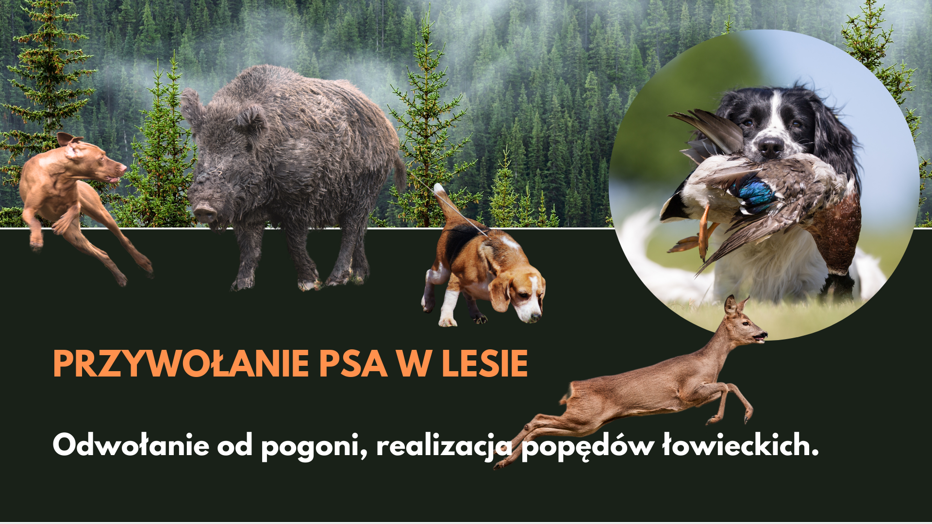 Przywołanie i odwołanie psa w lesie, od pogoni, polowania. (Nagranie webinaru)